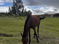 Horse (M), Anglo-Arabian — photo 3