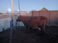 Cow, Latvian Blue cattle — photo 3