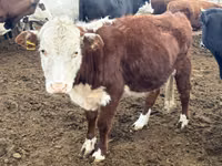 Bull, Kazakh White-headed cow — photo 2