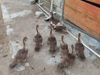 Ducks — photo 1