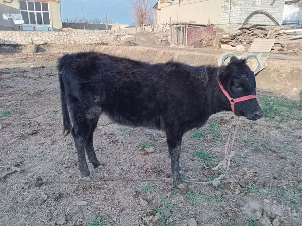 Bull, Cattle — Uzbekistan