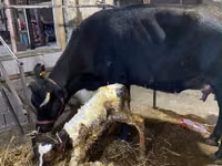 Cow, Alatau breed — photo 2