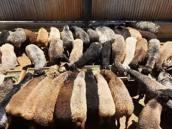 Ram, Sheep