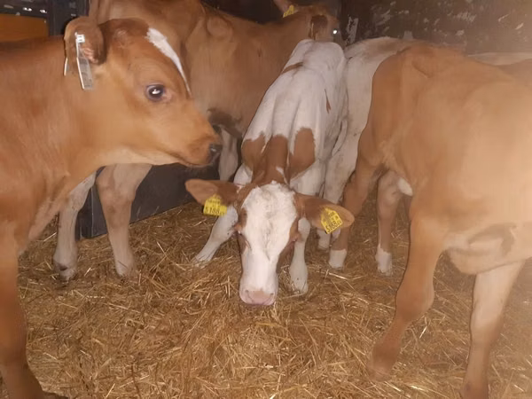 Bull, Simmental cattle