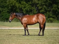 公马, Quarter Horse — 照片 1