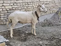 Ram, Merino sheep — photo 2