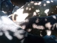 Carnero, Rhon sheep — foto 3
