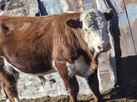 Bull, Kazakh White-headed cow — photo 7
