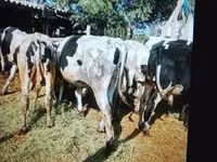 Stier, Russian Black pied cattle — foto 4