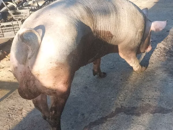 Boar,  — Moldova
