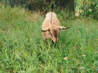 Goat, Goats — photo 1