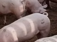 Sow, Pigs — photo 3
