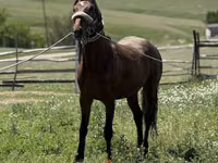 Horse (M), Horses — photo 4
