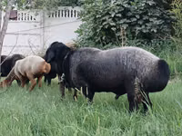 公羊, Sheep — 照片 4