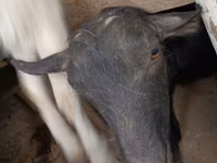 Коза, Saanen goat — снимка 5