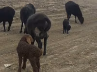Goat, Goats — photo 2