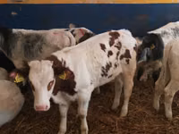 Boğa, Simmental cattle — foto 3