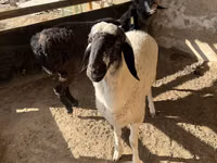 ஆண் ஆடு, Blackheaded Persian sheep — புகைப்படம் 3
