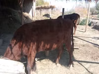 گاو و گوساله (گروه، جنسیت مشخص نشده), گاو — عکس 2