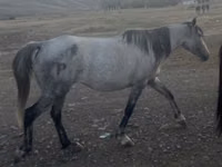 Ձի, Kazakh horse — լուսանկար 1