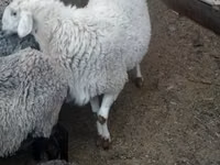 Kambing jantan, Romanov sheep — foto 2