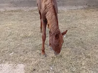 Mare, Horses — photo 2