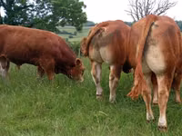 Banteng, Limousin cow — foto 3
