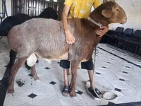 Ram, Arashan sheep — photo 2