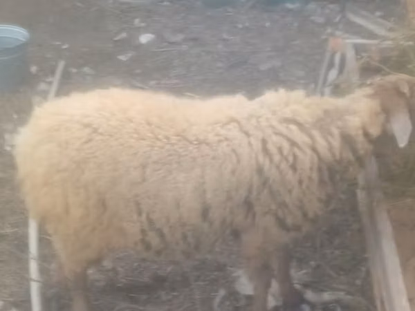 Qoç, Qoyunlar