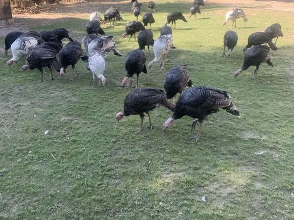 Turkeys — কিরগিজিস্তান