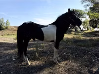 Atlar (parti, cinsiyet belirtilmedi), American shetland pony — foto 3