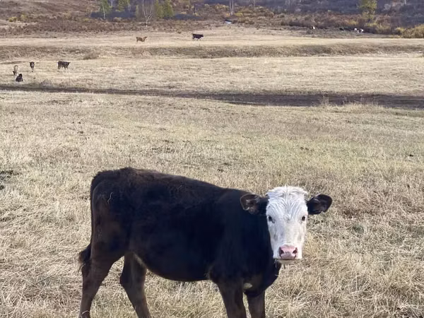 Cattle (batch, sex not specified), Kalmyk breed — Mongolia