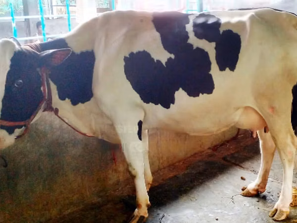 Cow, Cattle