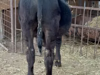 Bull, Aberdeen-Angus — photo 4
