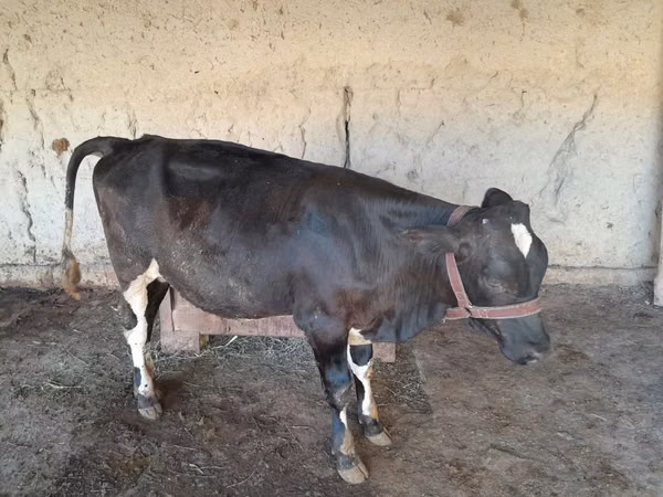Vache, Bovins — Ouzbékistan