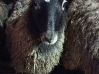 میش, Romanov sheep — عکس 1