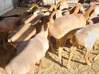 Sheep, Arashan sheep — photo 7