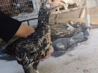 Chickens — Foto 2