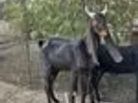 Koza, Kamori goats — foto 6
