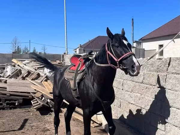 Horse (M), Kazakh horse — Kazakhstan