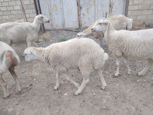 قوچ, گوسفند — جمهوری آذربایجان