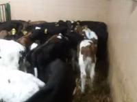 Byk, Simmental cattle — zdjęcie 4