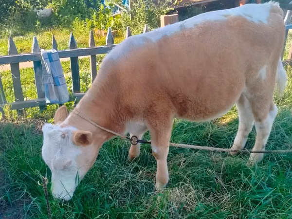Bull, Simmental cattle — Kazakhstan