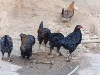 Chickens — photo 8