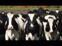 Cow, Holstein breed — photo 5