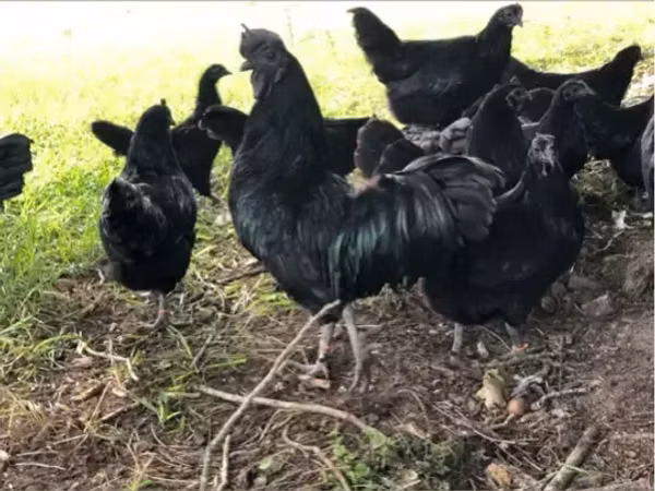 Chickens — ارمنستان