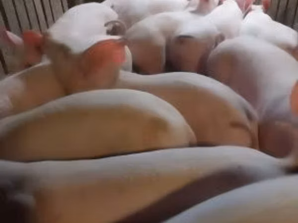 Pigs (batch, sex not specified), 