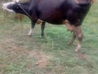 Bull, Cattle — photo 2