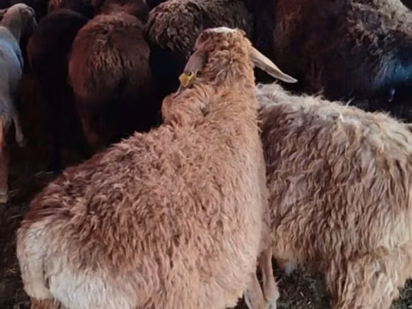 Biri-biri betina, Sheep — Kazakhstan