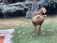 قوچ, Hissar sheep — عکس 2